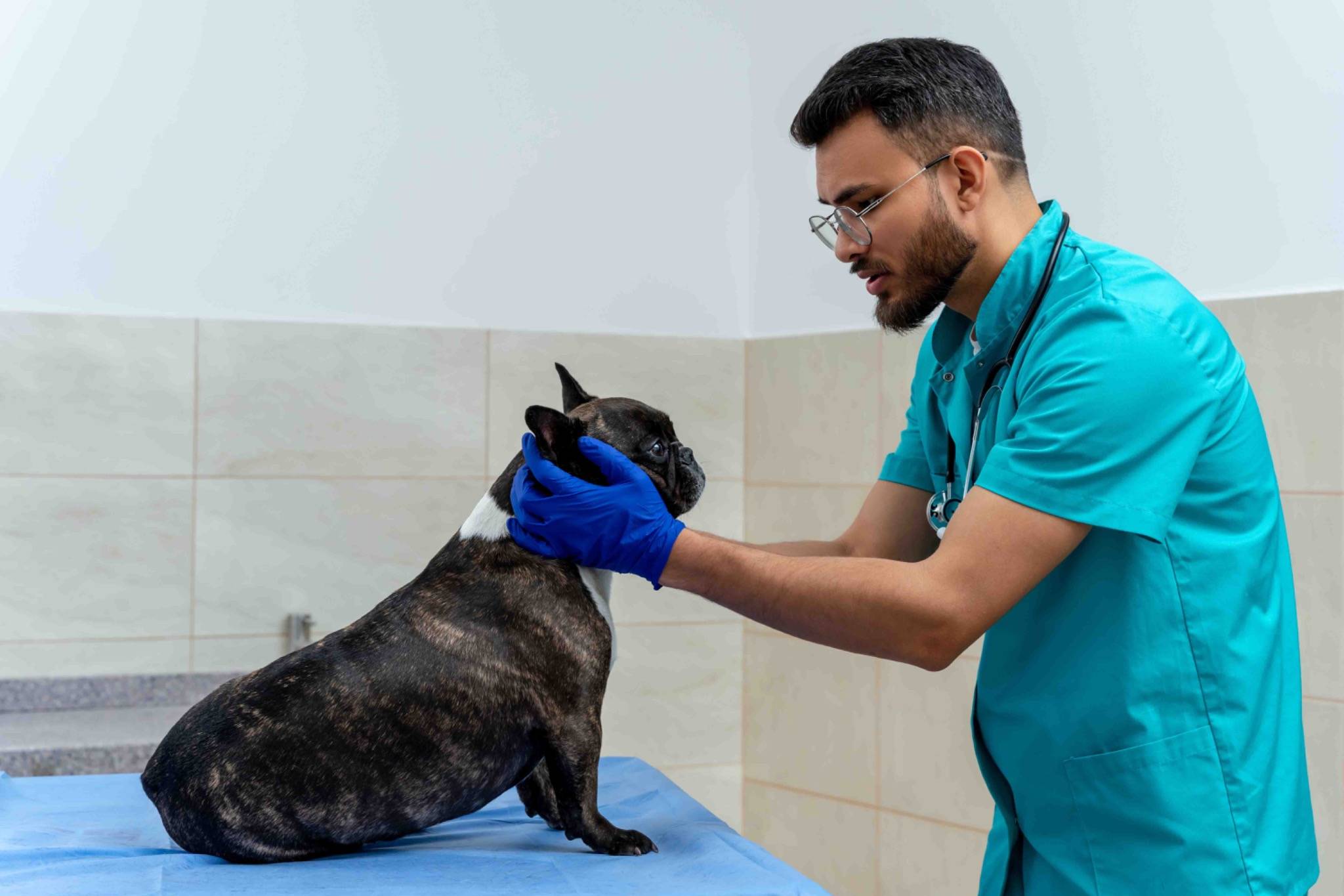 Vet Home Visit